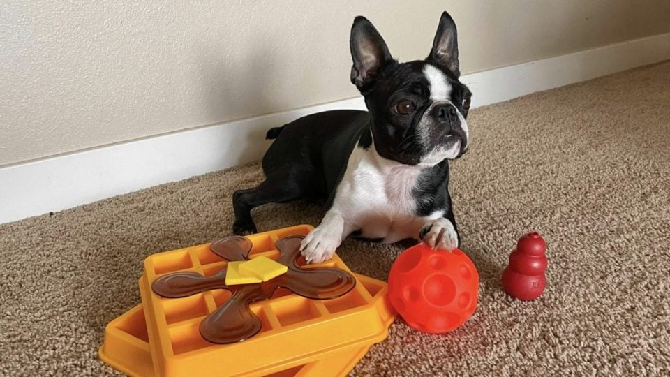 Best Dog Puzzle Toys: A Comparative Review