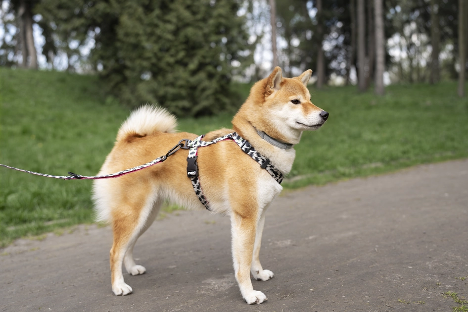 Best No-Pull Dog Harnesses for Active Dogs in 2025: Complete Review Guide